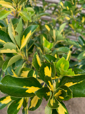 Evónimo Yema de Huevo - Euonymus Japonicus Variegata  (0.4-0.5m)