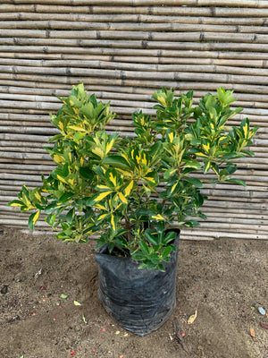 Evónimo Yema de Huevo - Euonymus Japonicus Variegata  (0.4-0.5m)