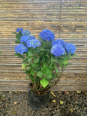 Hortensias - Hydrangea  (Azul)