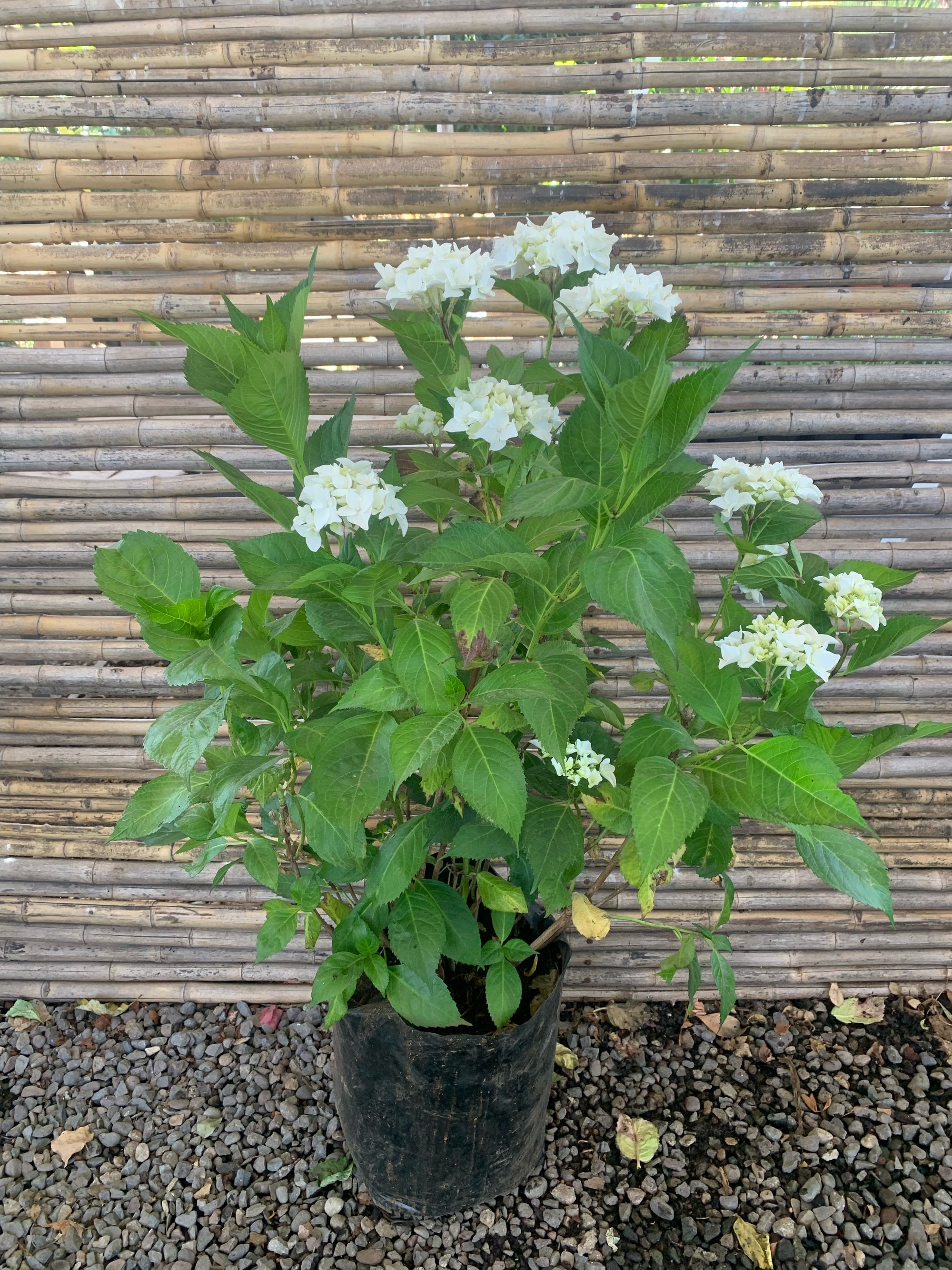 Hortensia - Hydrangea (Blanca)