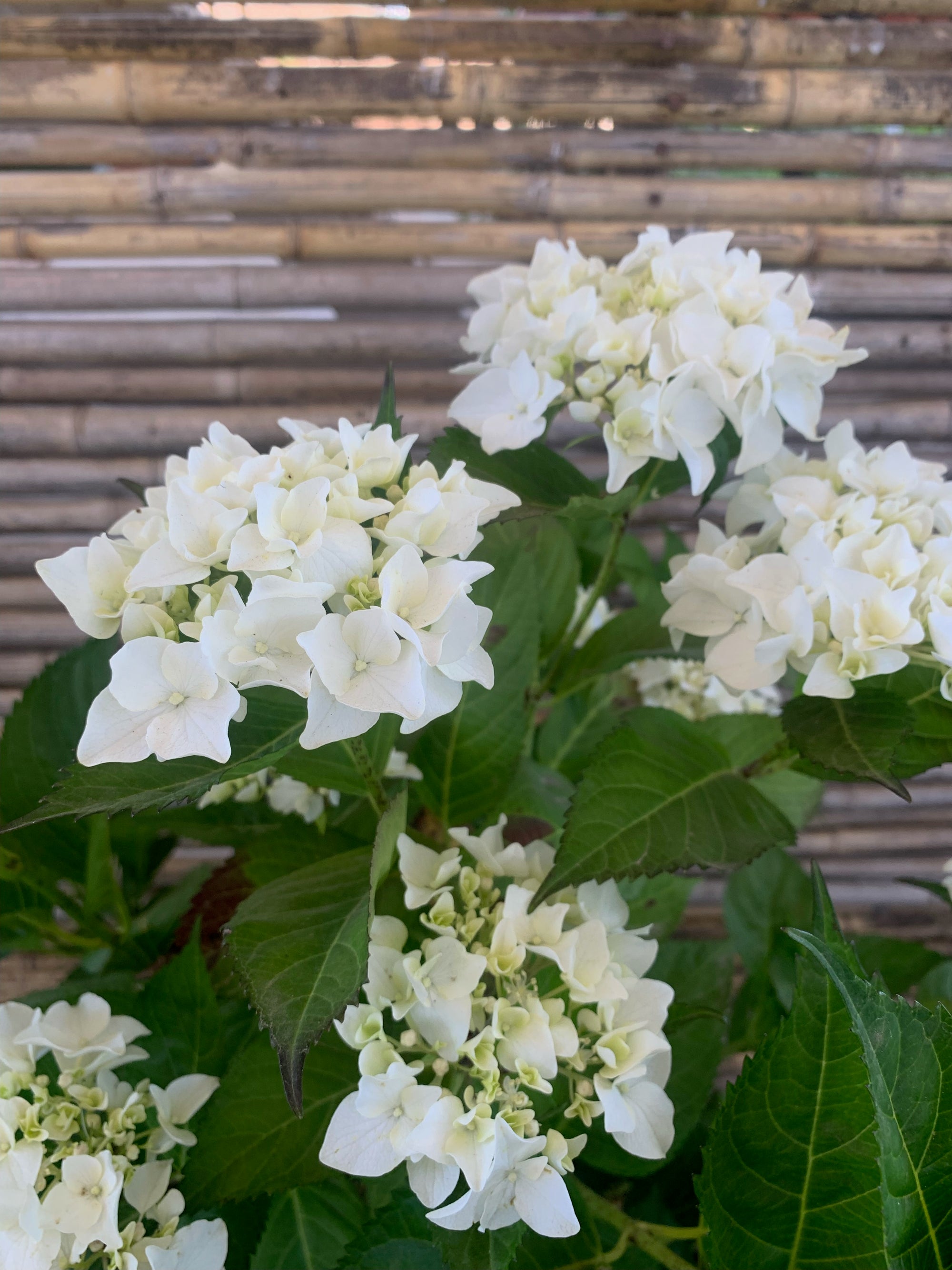 Hortensia - Hydrangea (Blanca)