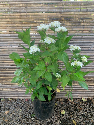 Hortensias - Hydrangea (Blanca)