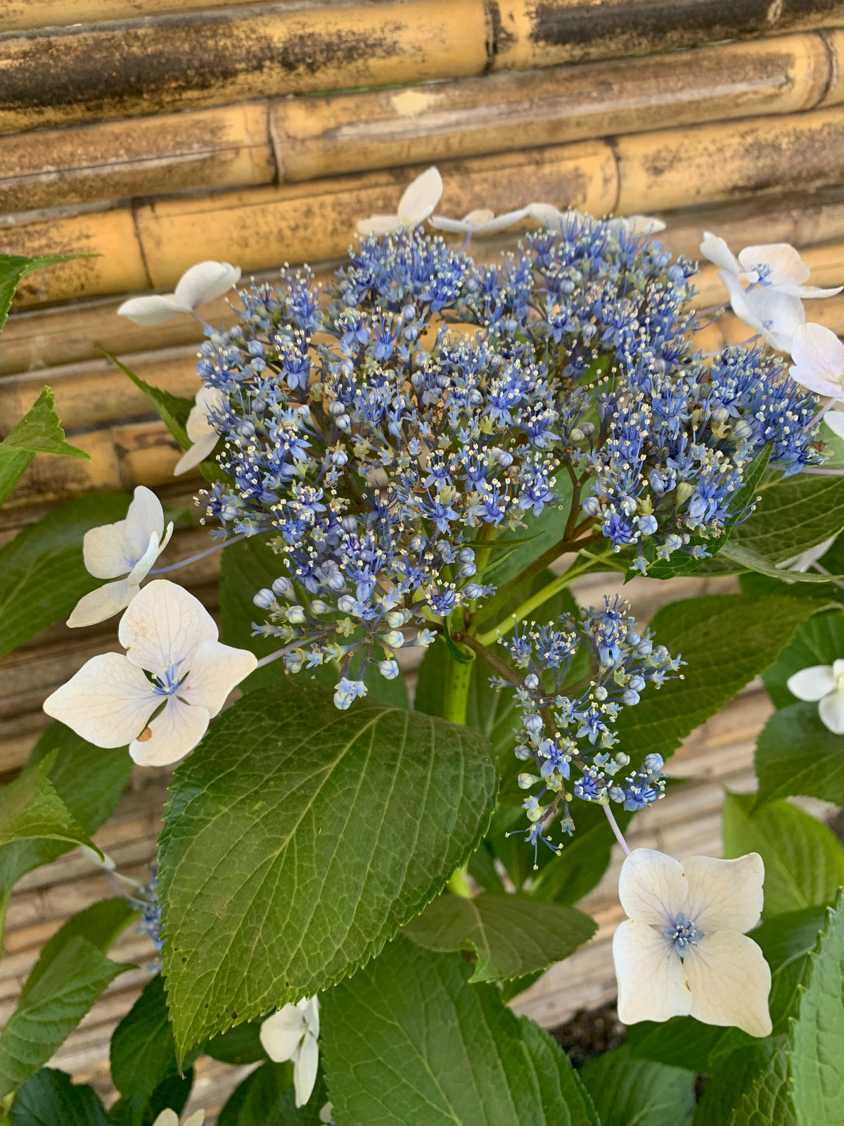 Hortensia Japónica - Hydrangea Japónica