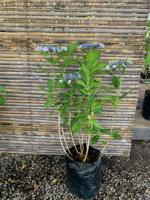 Hortensia Japónica - Hydrangea Japónica