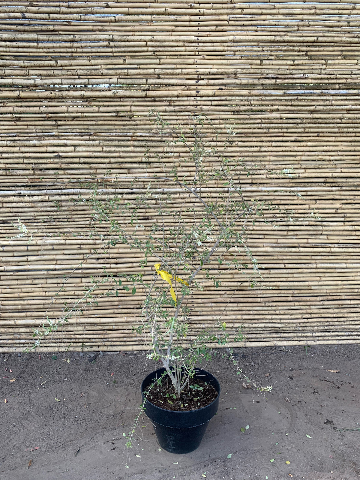 Ilan Ilan - Aloysia looserii