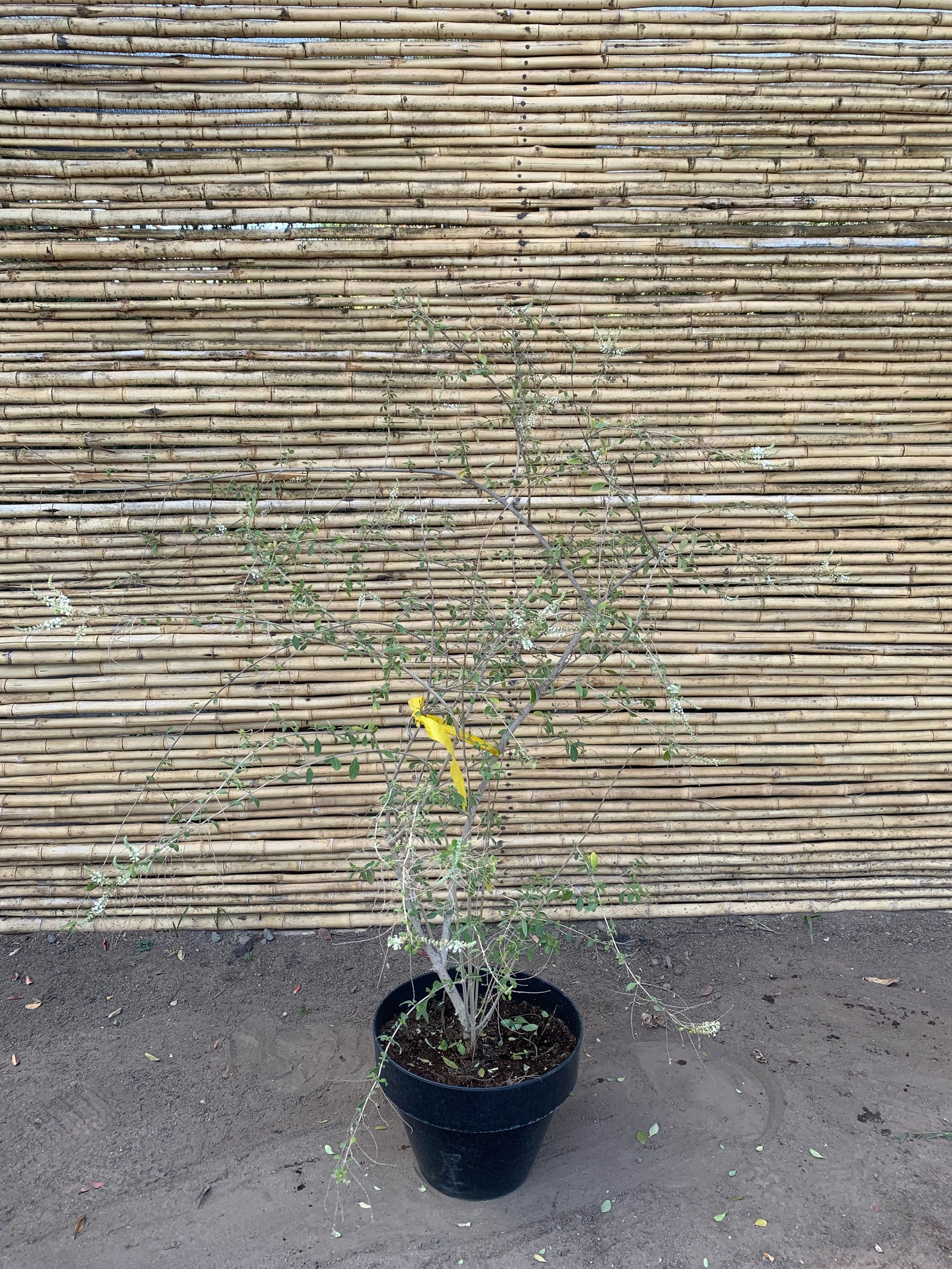 Ilan Ilan - Aloysia looserii