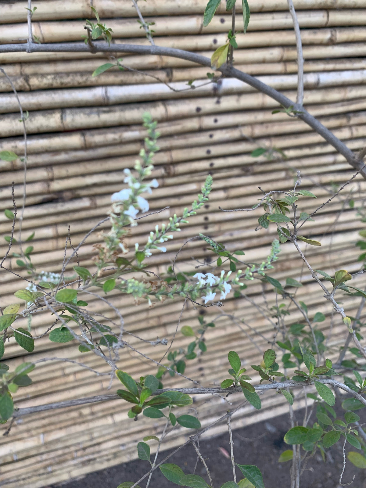 Ilan Ilan - Aloysia looserii