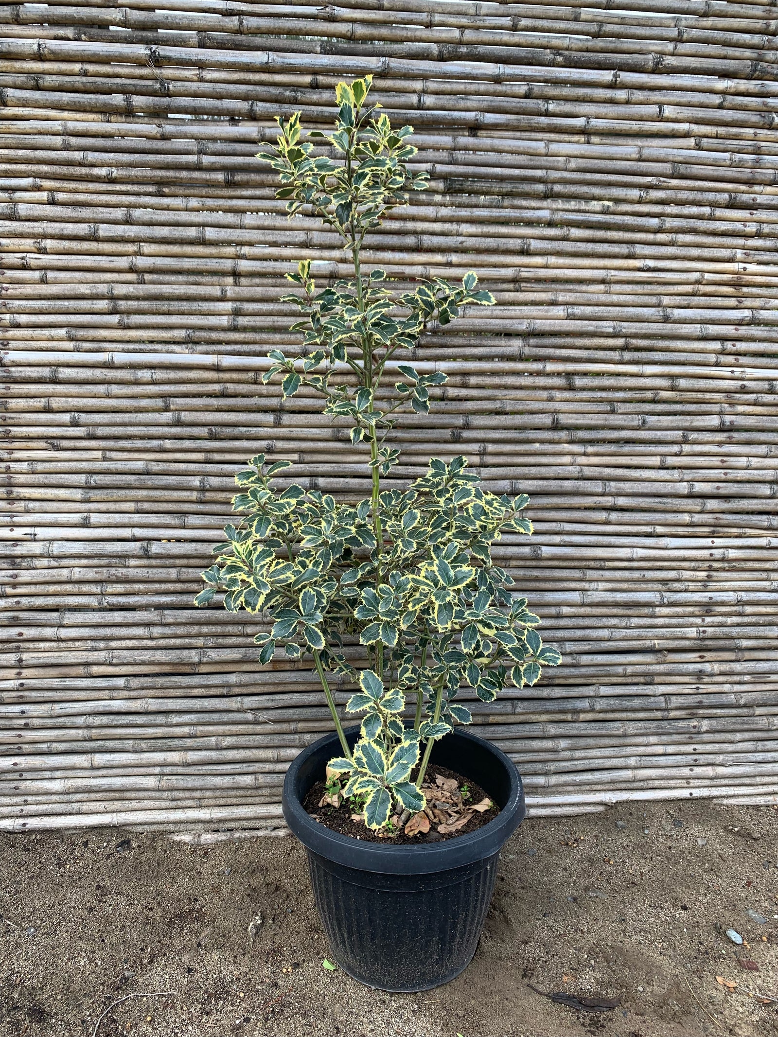 Ilex o Acebo Variegado - Ilex Aquifolium Variegata