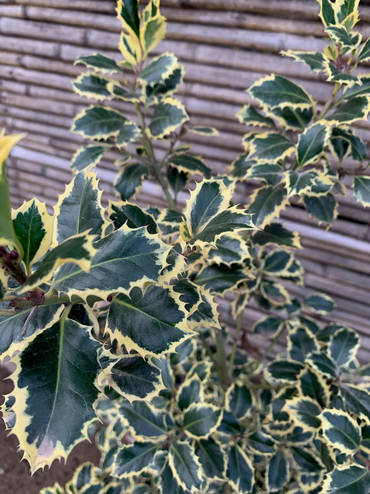 Ilex o Acebo Variegado - Ilex Aquifolium Variegata