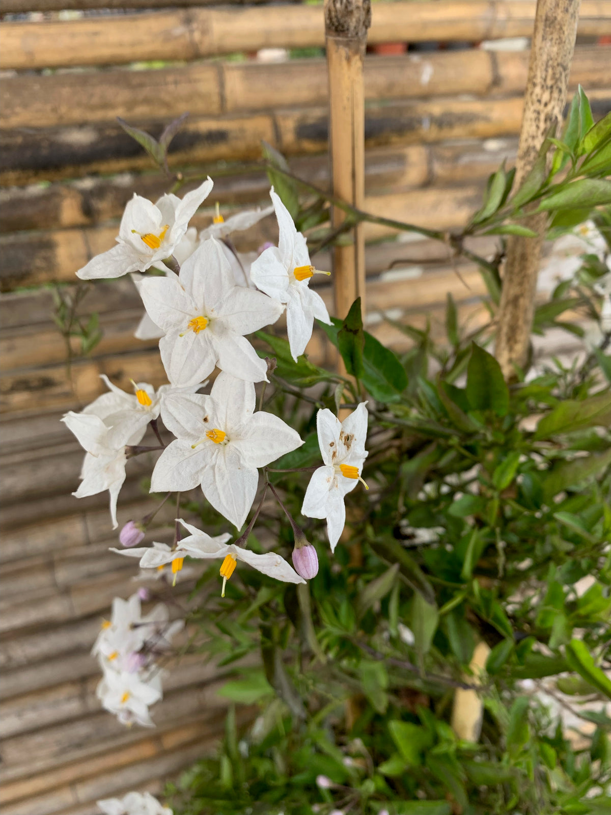 Jazmín Solano - Solanum Jasminoides