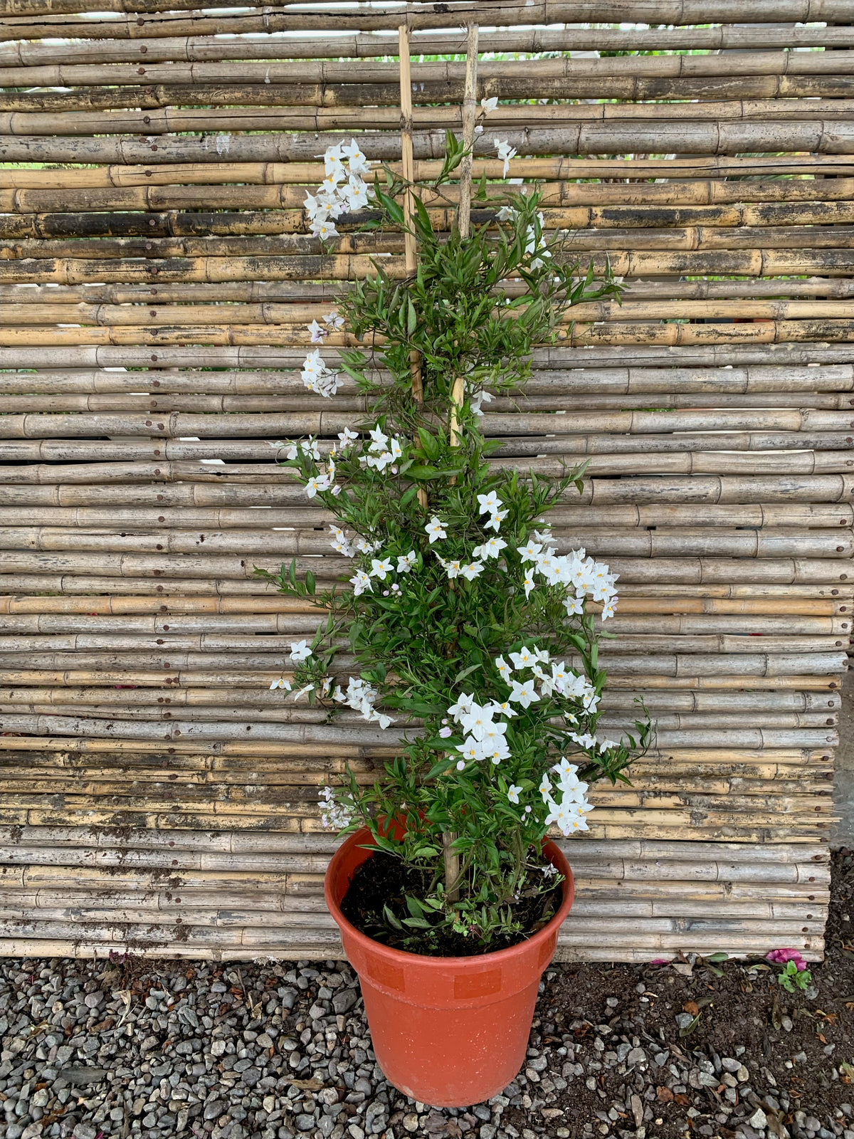 Jazmín Solano - Solanum Jasminoides