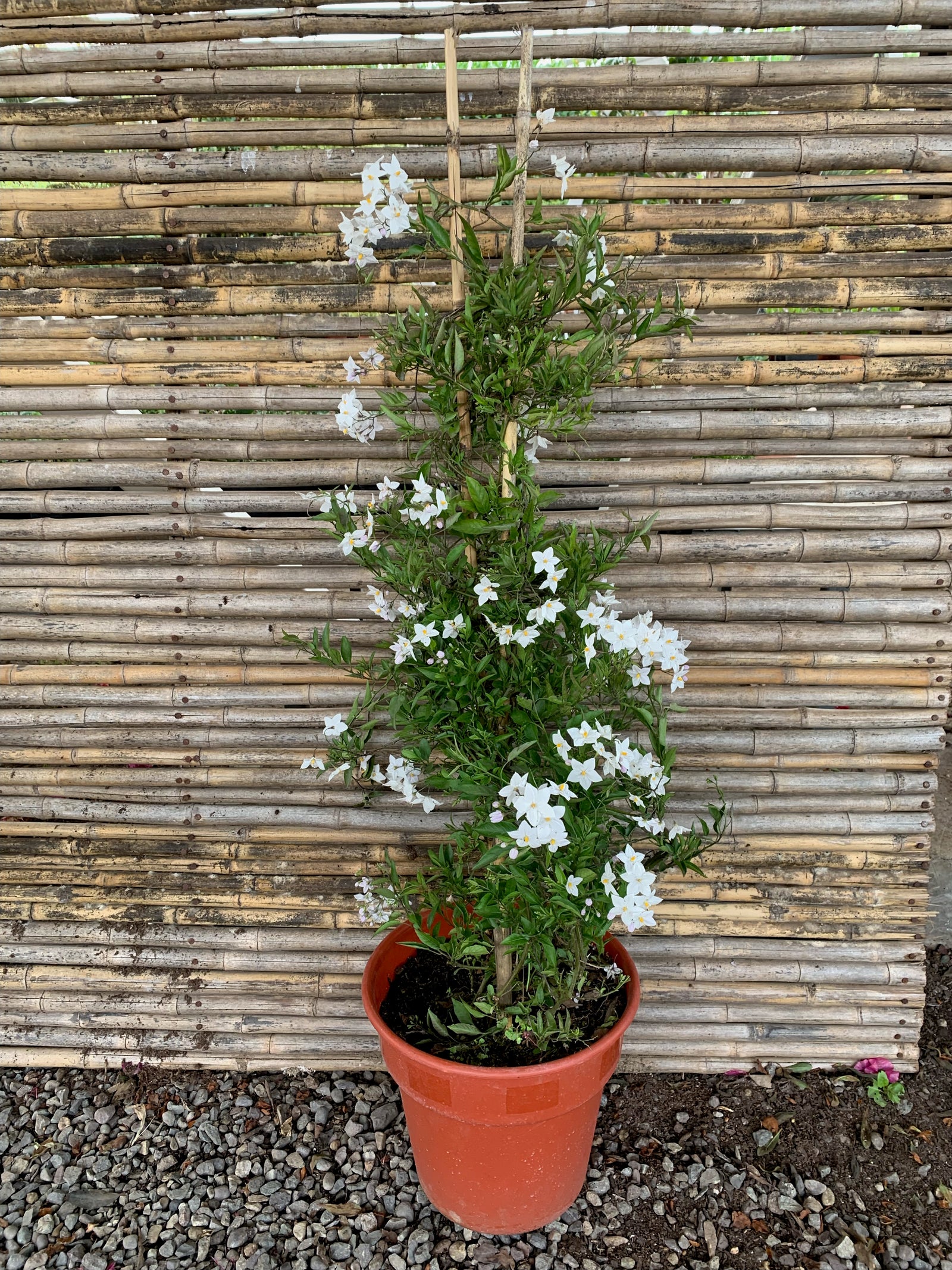 Jazmín Solano - Solanum Jasminoides