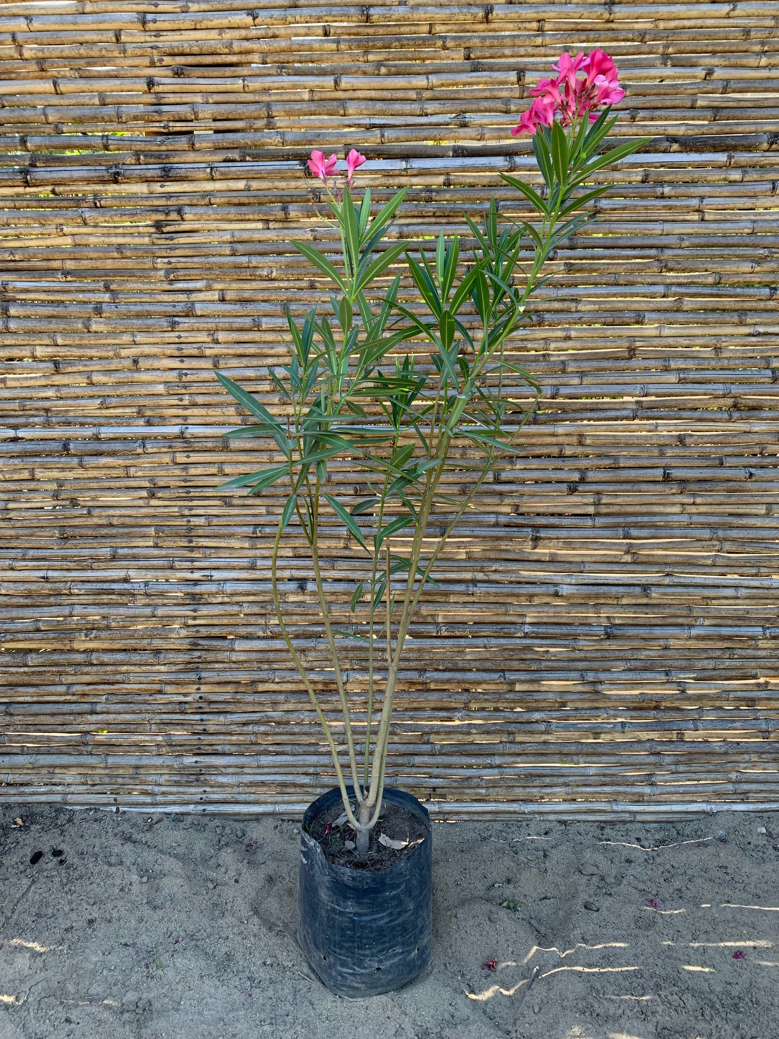 Laurel de Flor (Fucsia)