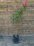 Laurel de Flor (Fucsia)