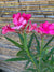 Laurel de Flor (Fucsia)