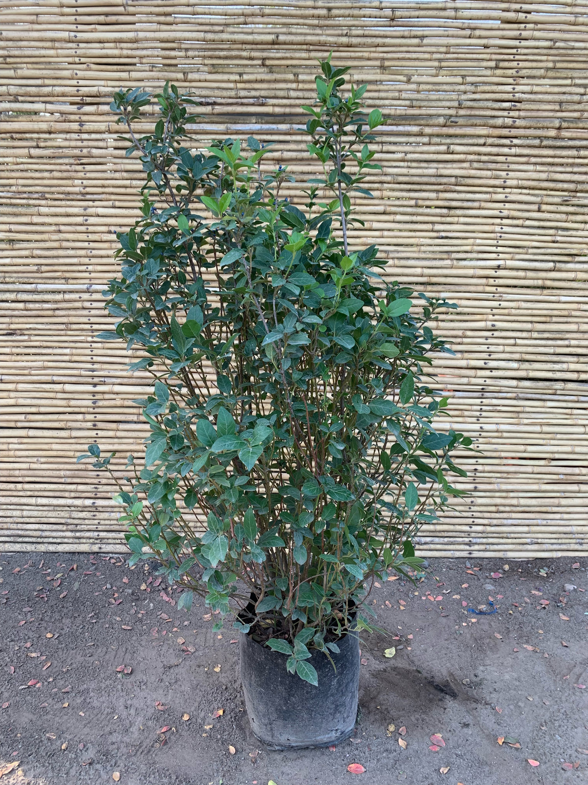 Laurentina - Viburnum tinus (1)