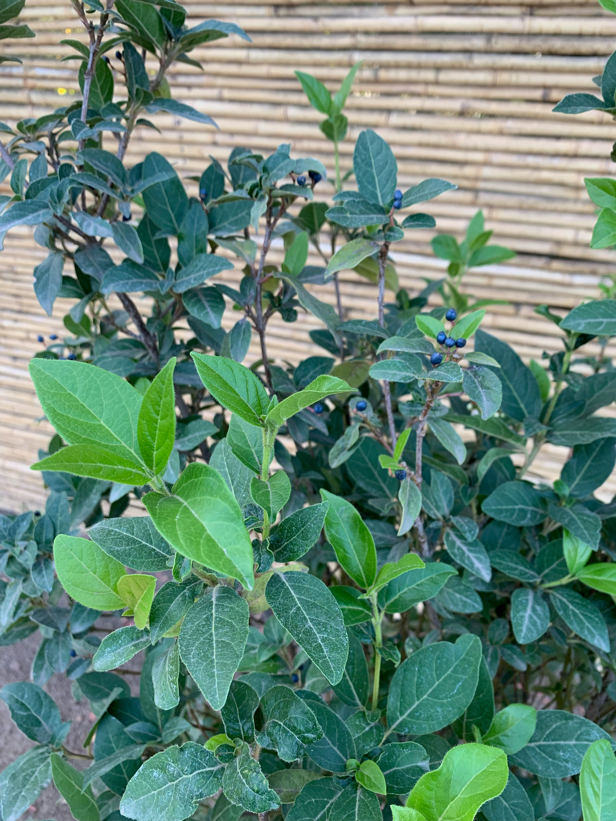 Laurentina - Viburnum tinus (1)