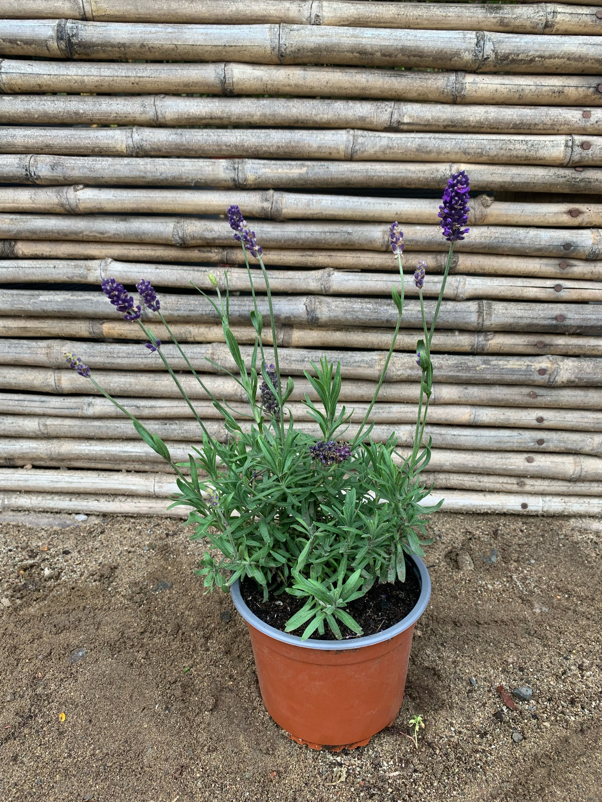 Lavanda Blue Spear