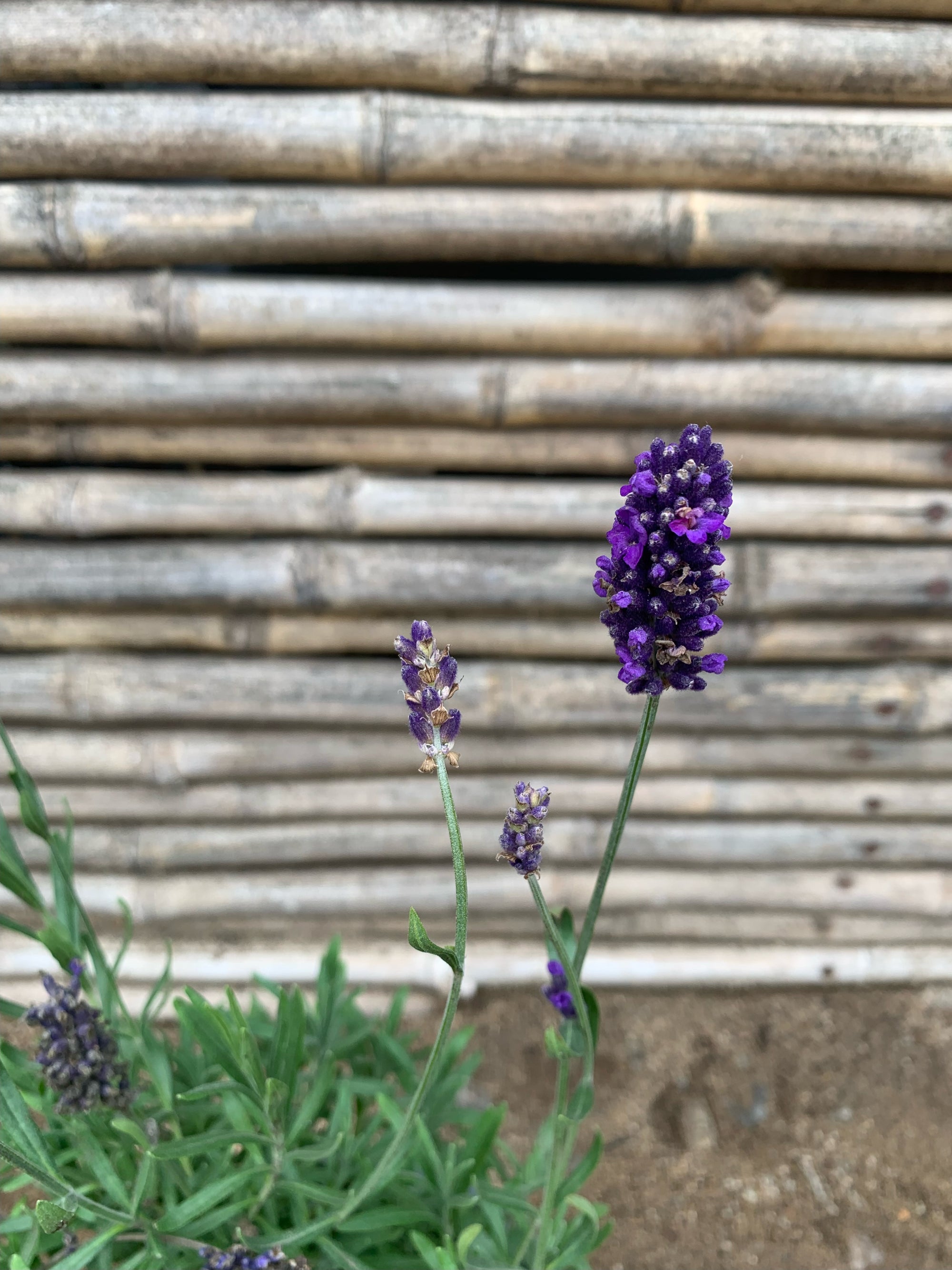 Lavanda Blue Spear