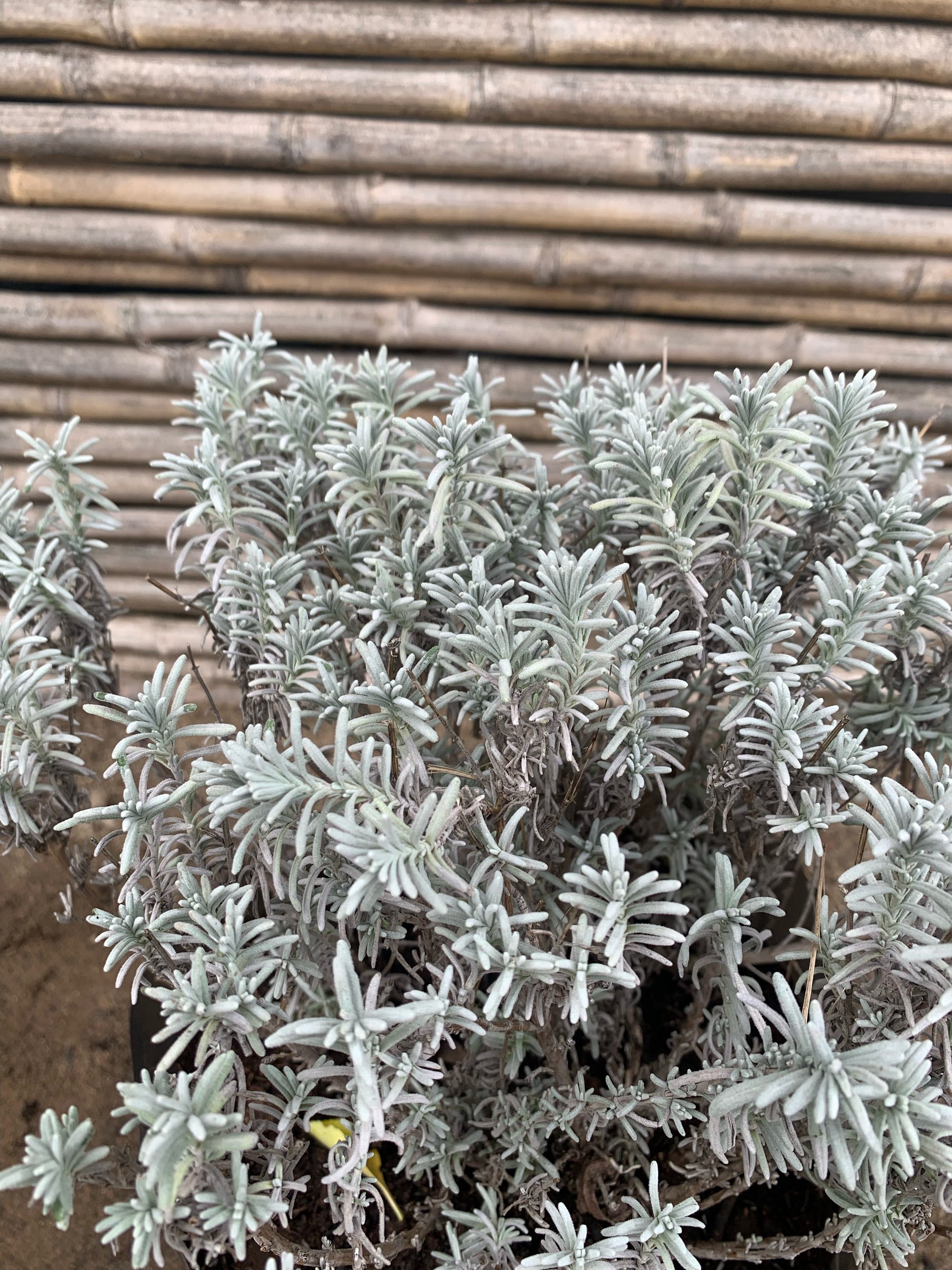 Lavanda Enana
