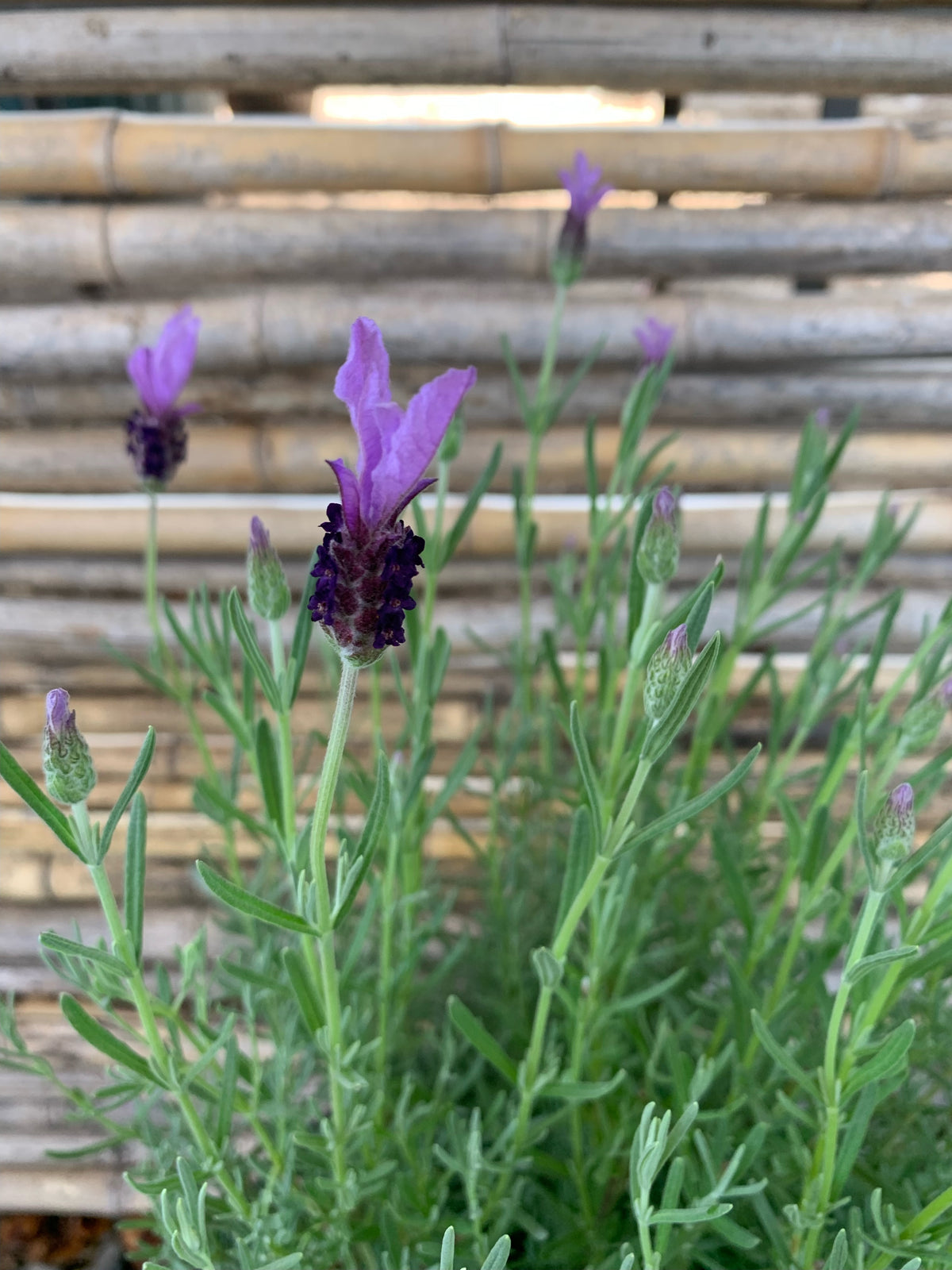 Lavanda Stoeacha - Lavándula Stoeachas  (0.4-0.5m)