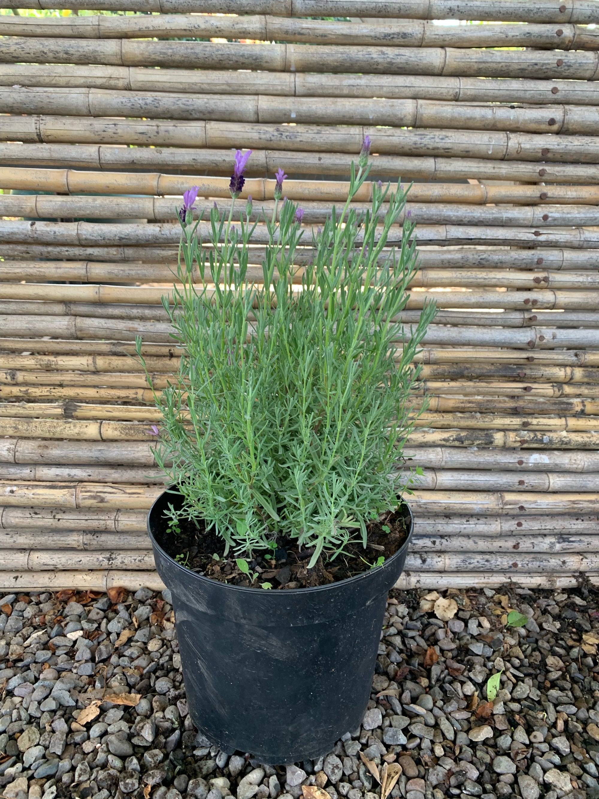 Lavanda Stoeacha - Lavándula Stoeachas  (0.4-0.5m)