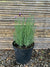 Lavanda Stoeacha - Lavándula Stoeachas  (0.4-0.5m)