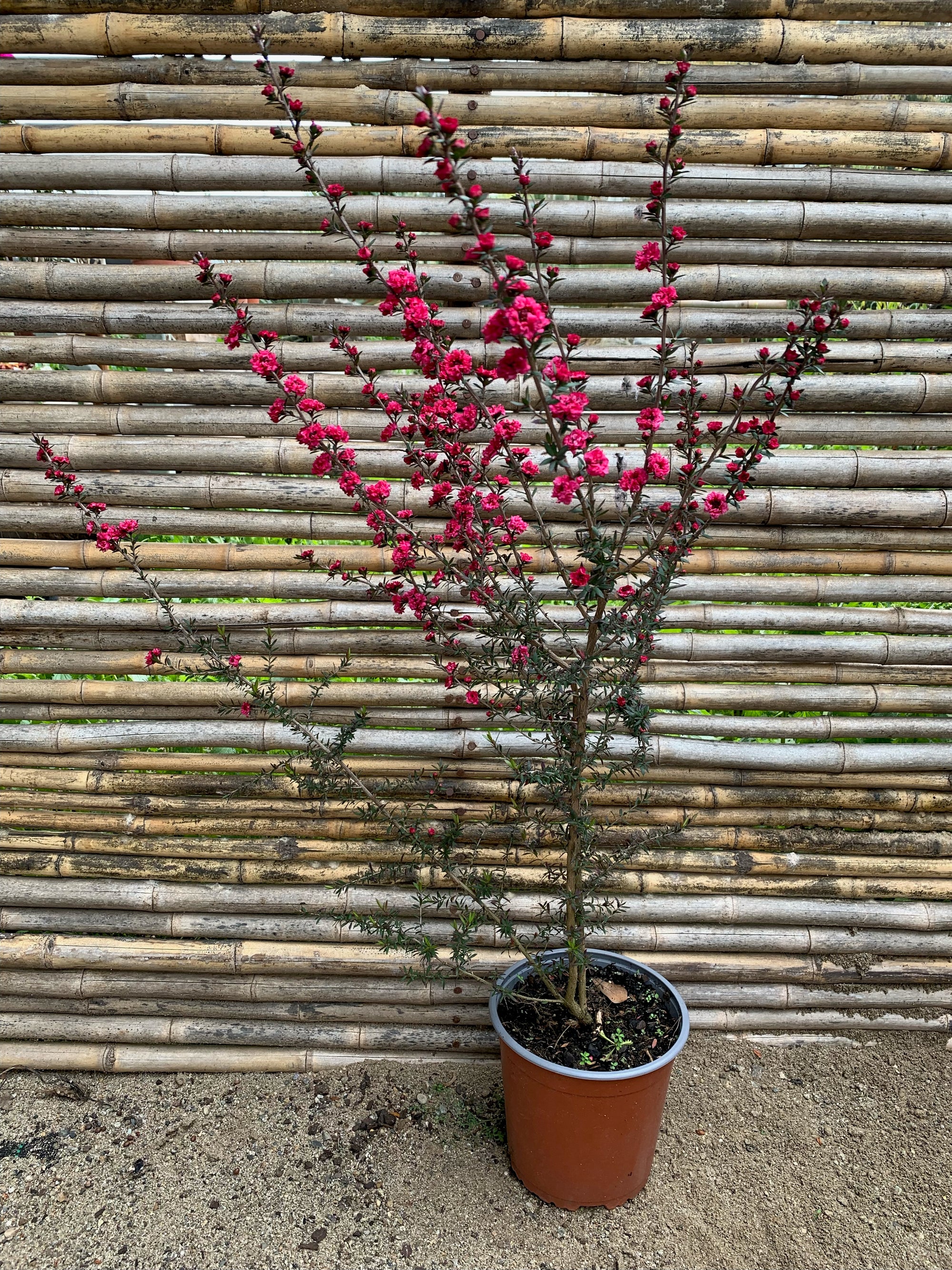Leptospermum - Leptospermum scoparium rojo