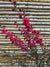 Leptospermum - Leptospermum scoparium rojo