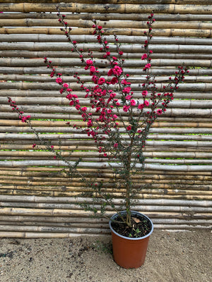 Leptospermum - Leptospermum scoparium rojo
