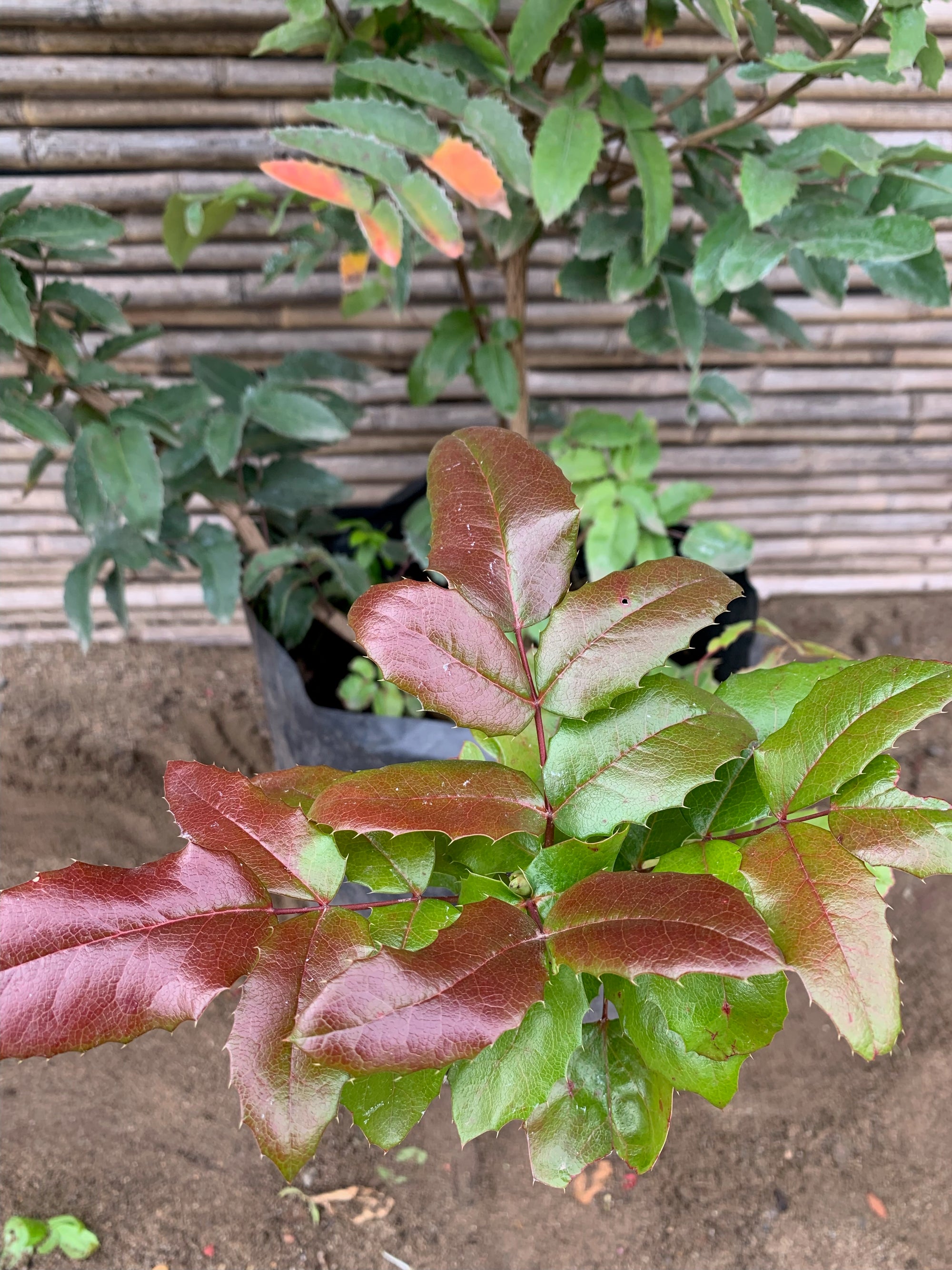 Mahonia