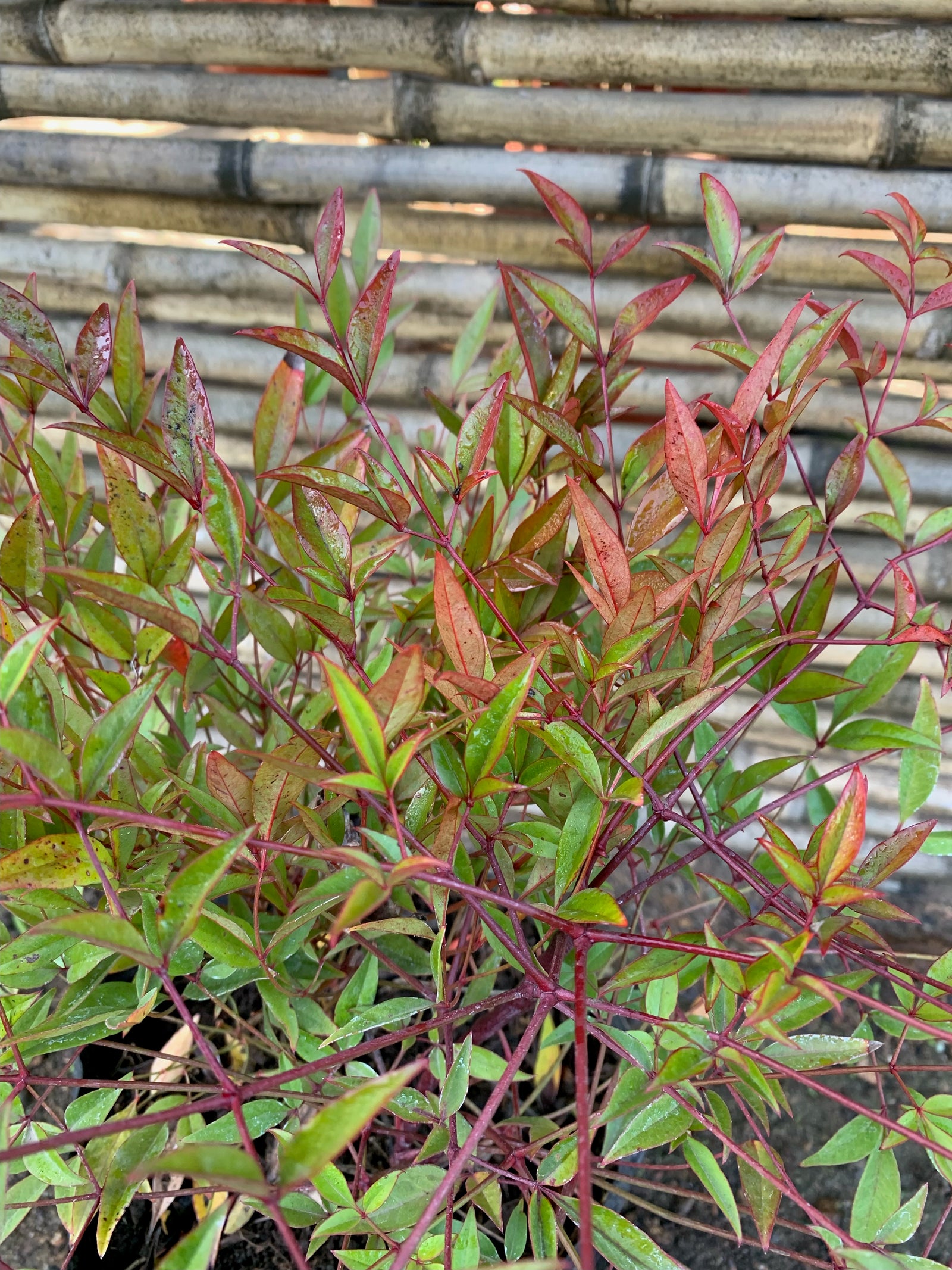 Nandina - Nandina Domestica (1)