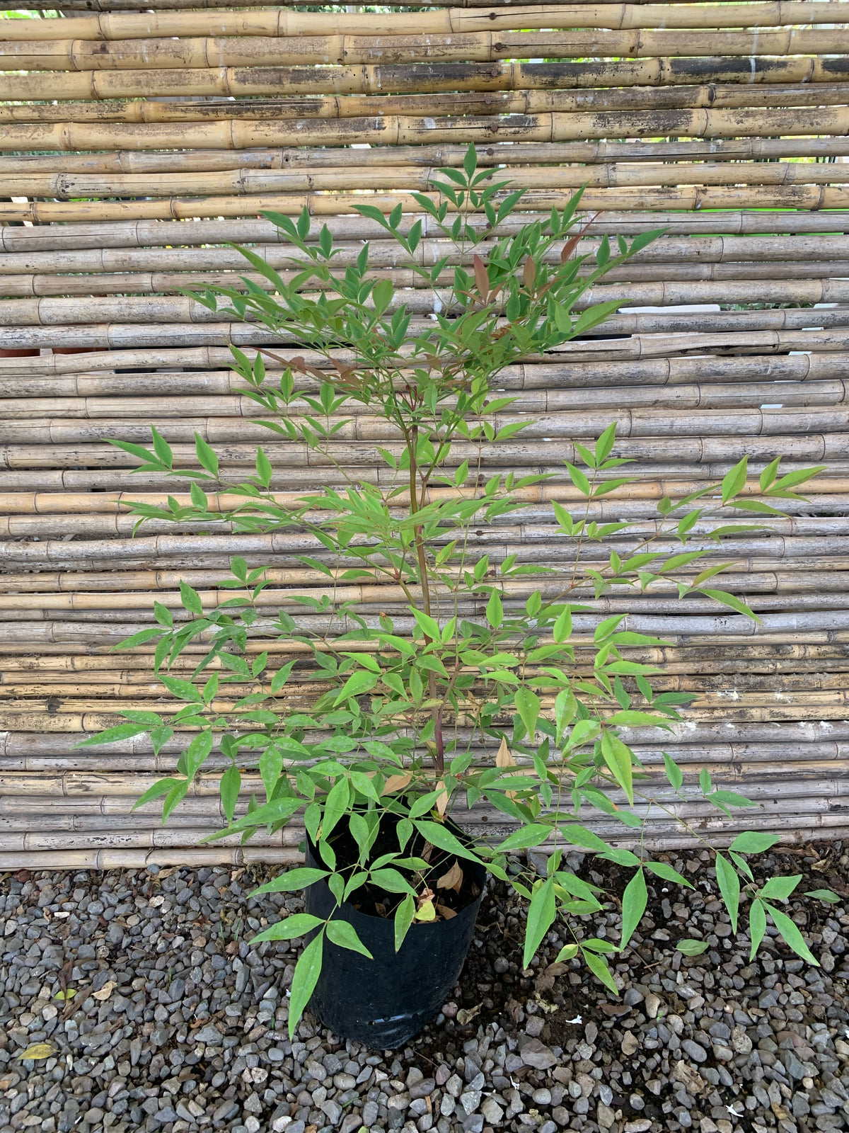 Nandina - Nandina Domestica (1)