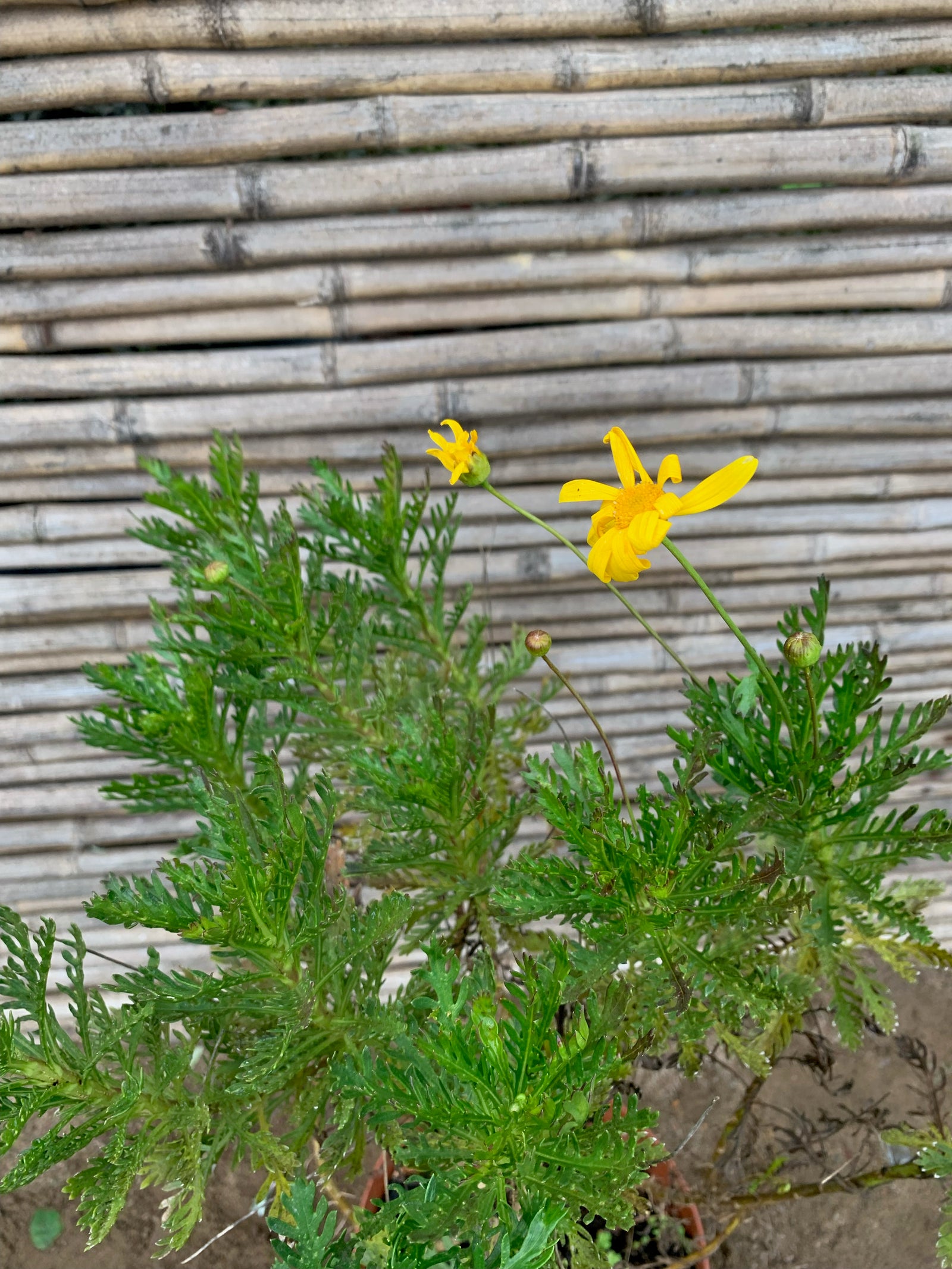 Paquerette Amarillo (0.4-0.5 m)