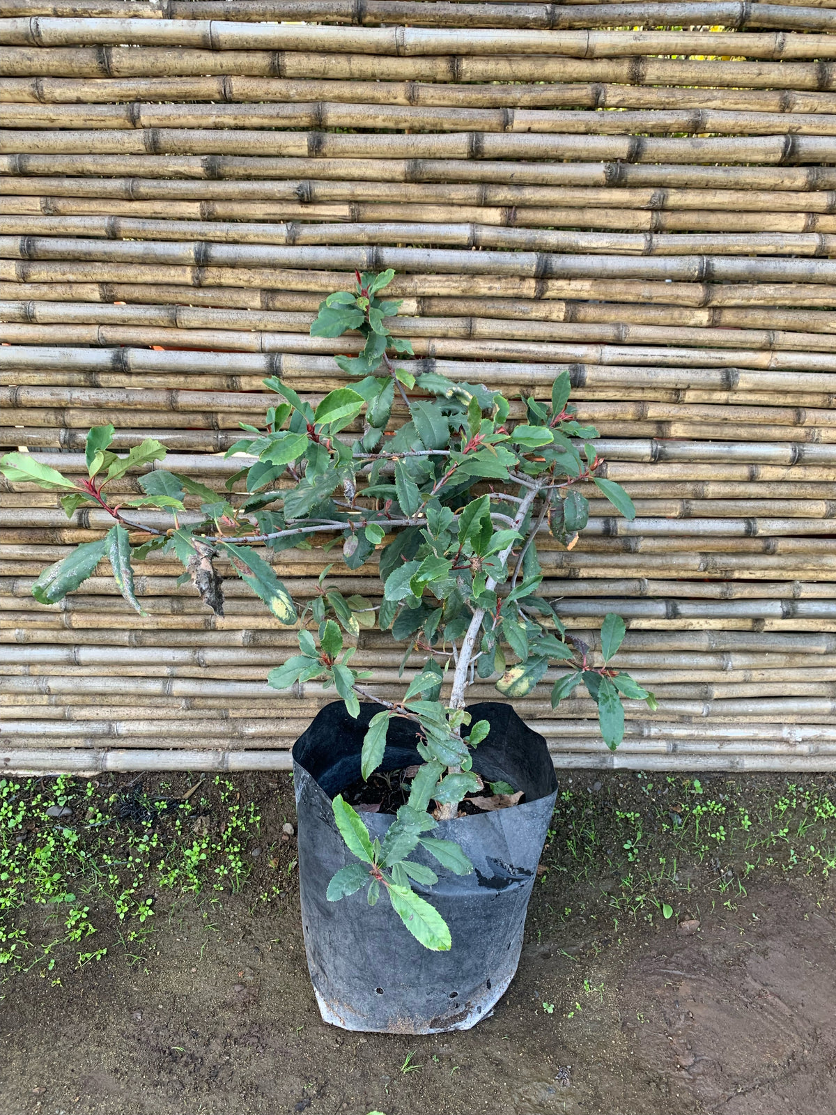 Photinia - Photinia Serrulata  (60 - 90 cm)