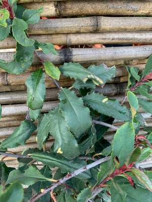 Photinia - Photinia Serrulata  (60 - 90 cm)