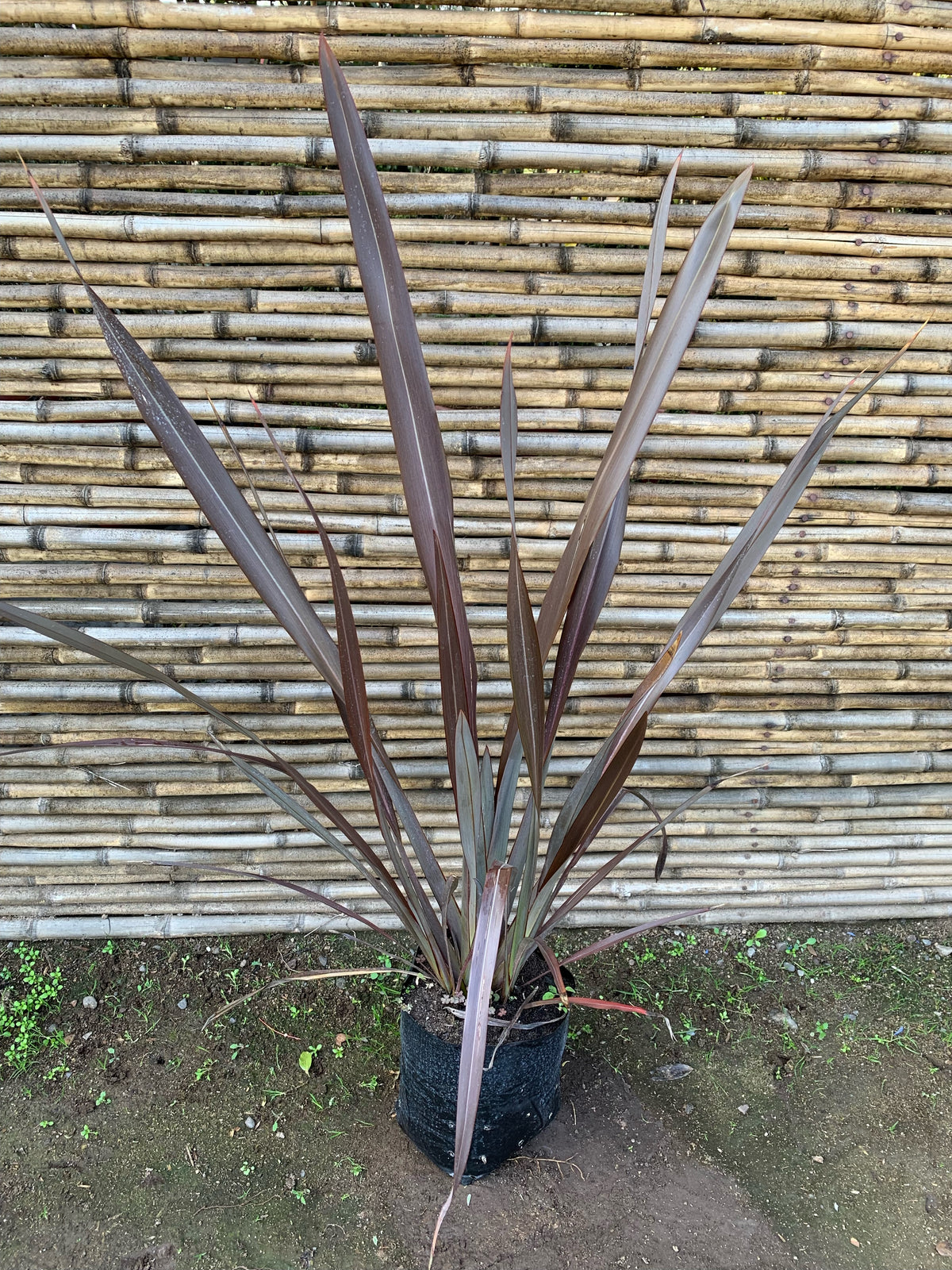 Pita Roja - Phormium tenax  atropurpurea