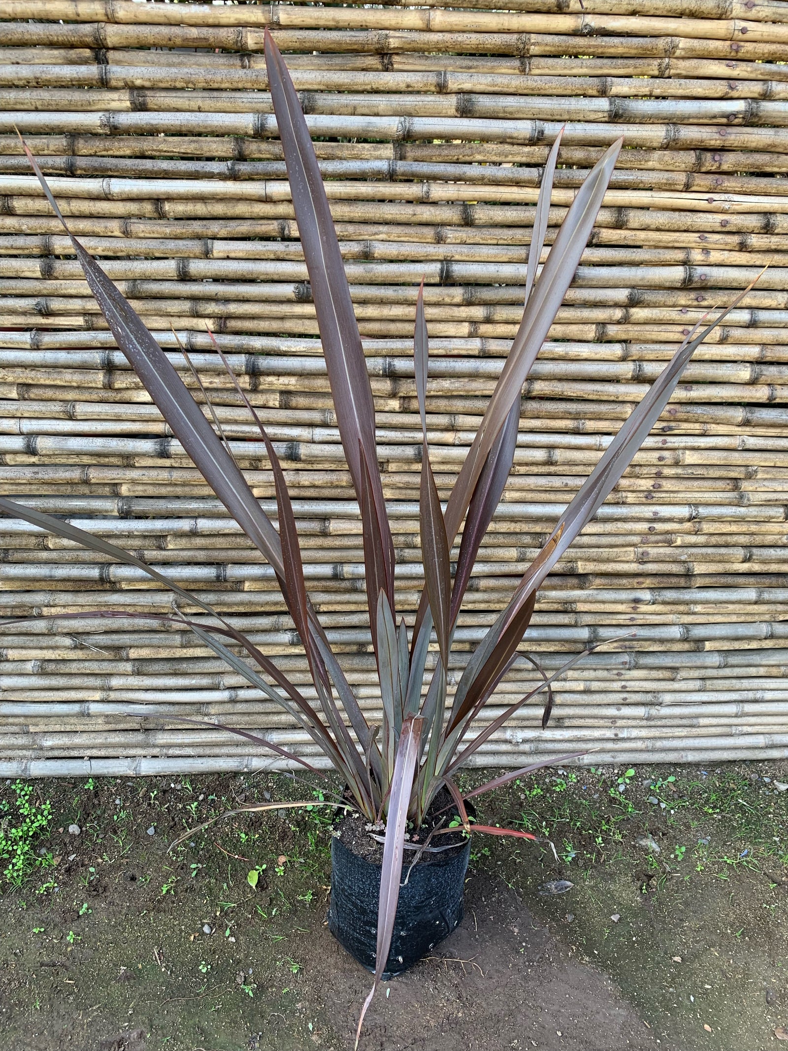 Pita Roja - Phormium tenax  atropurpurea