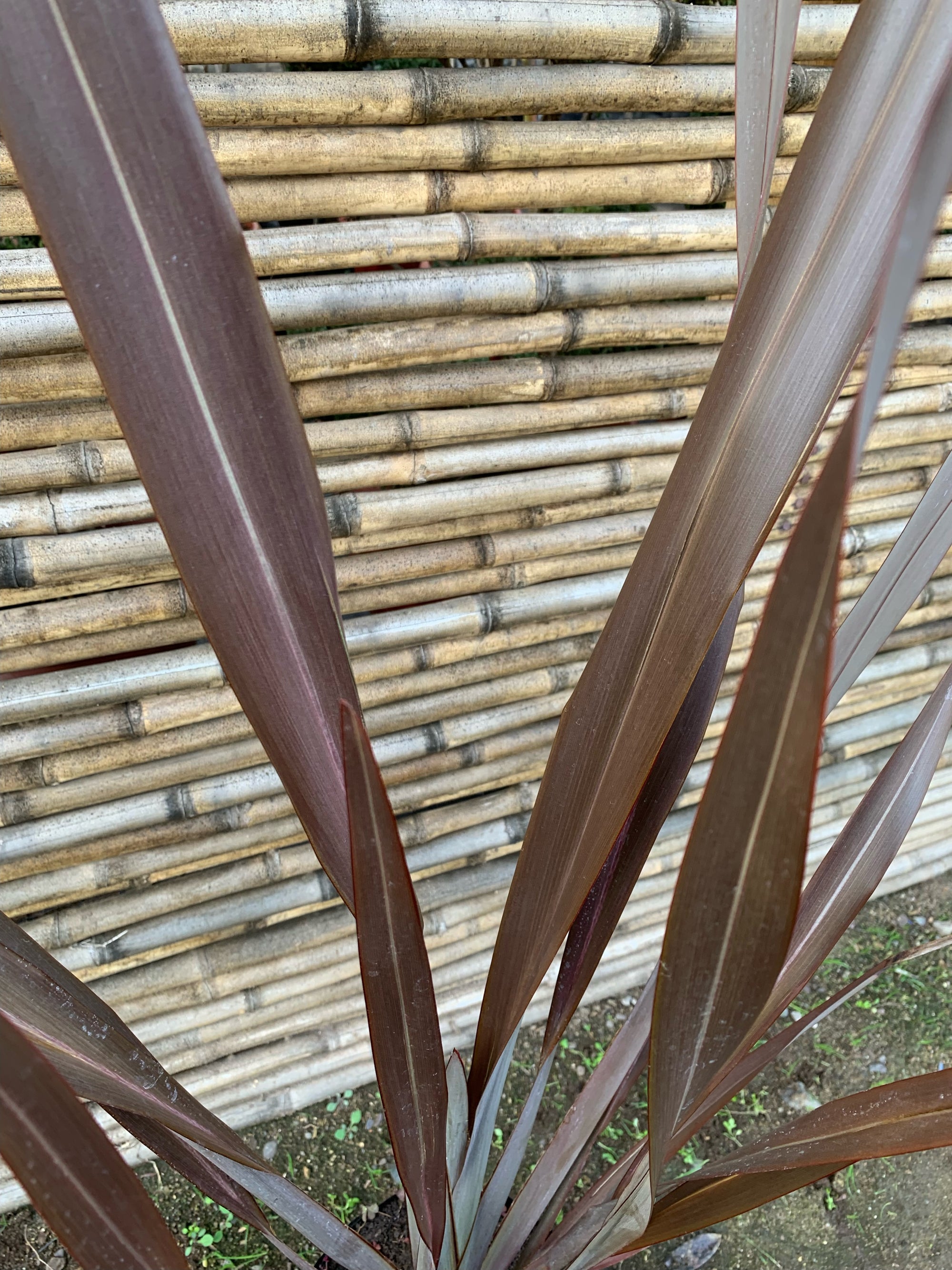 Pita Roja - Phormium tenax  atropurpurea