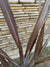 Pita Roja - Phormium tenax  atropurpurea