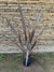 Pita Roja - Phormium tenax  atropurpurea