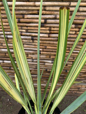 Pita Variegada - Phormium variegado