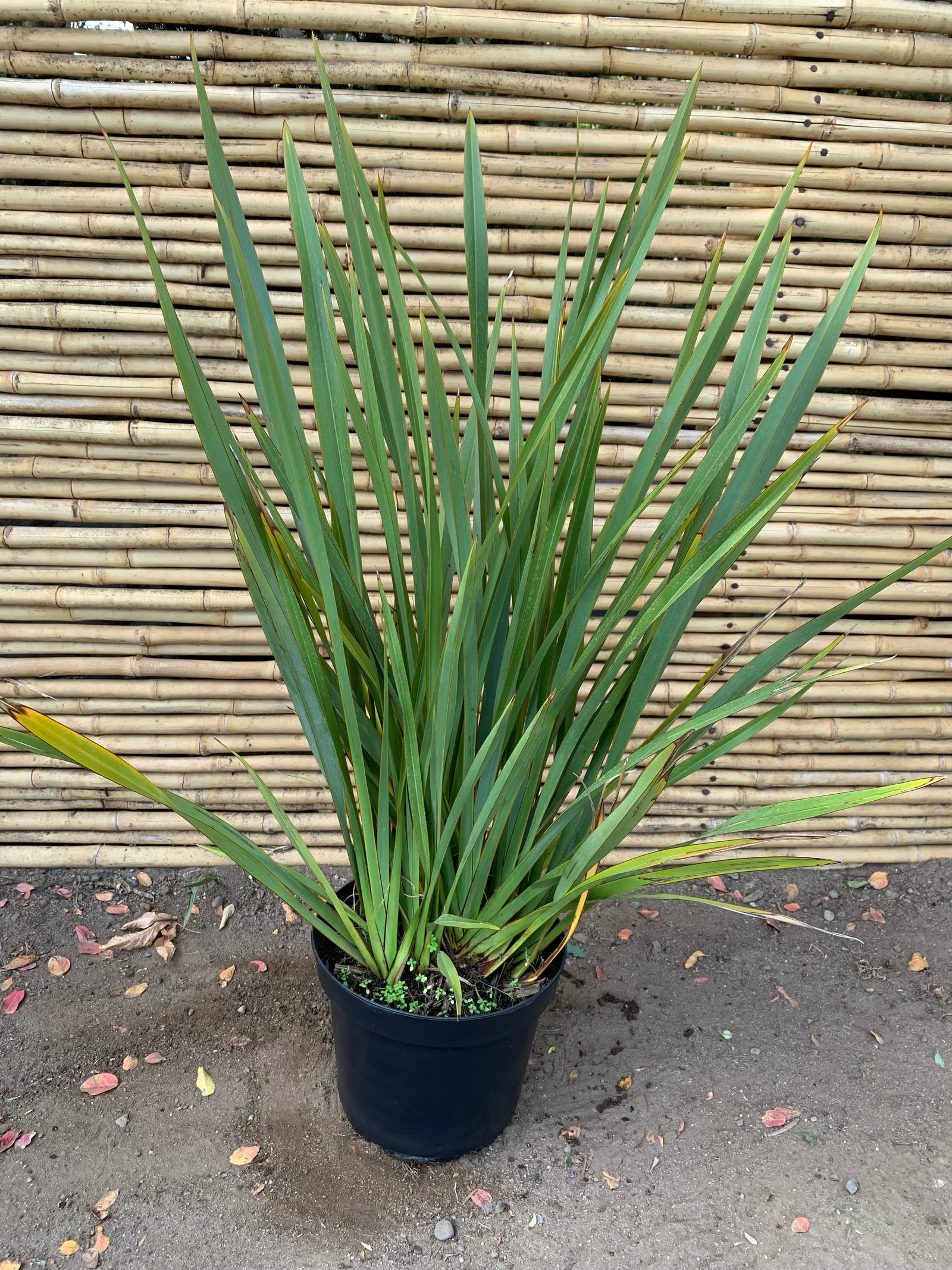 Pita Verde - Phormium Tenax