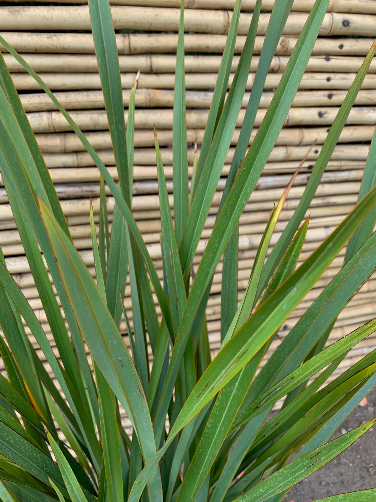 Pita Verde - Phormium Tenax