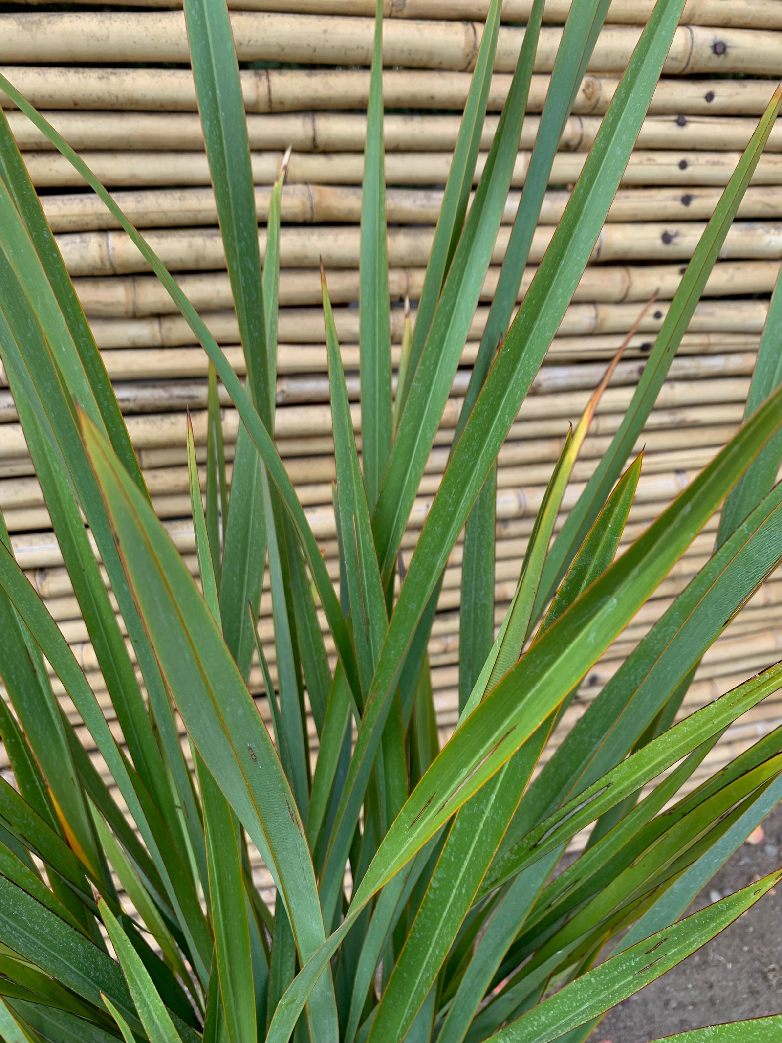 Pita Verde - Phormium Tenax