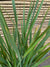 Pita Verde - Phormium Tenax