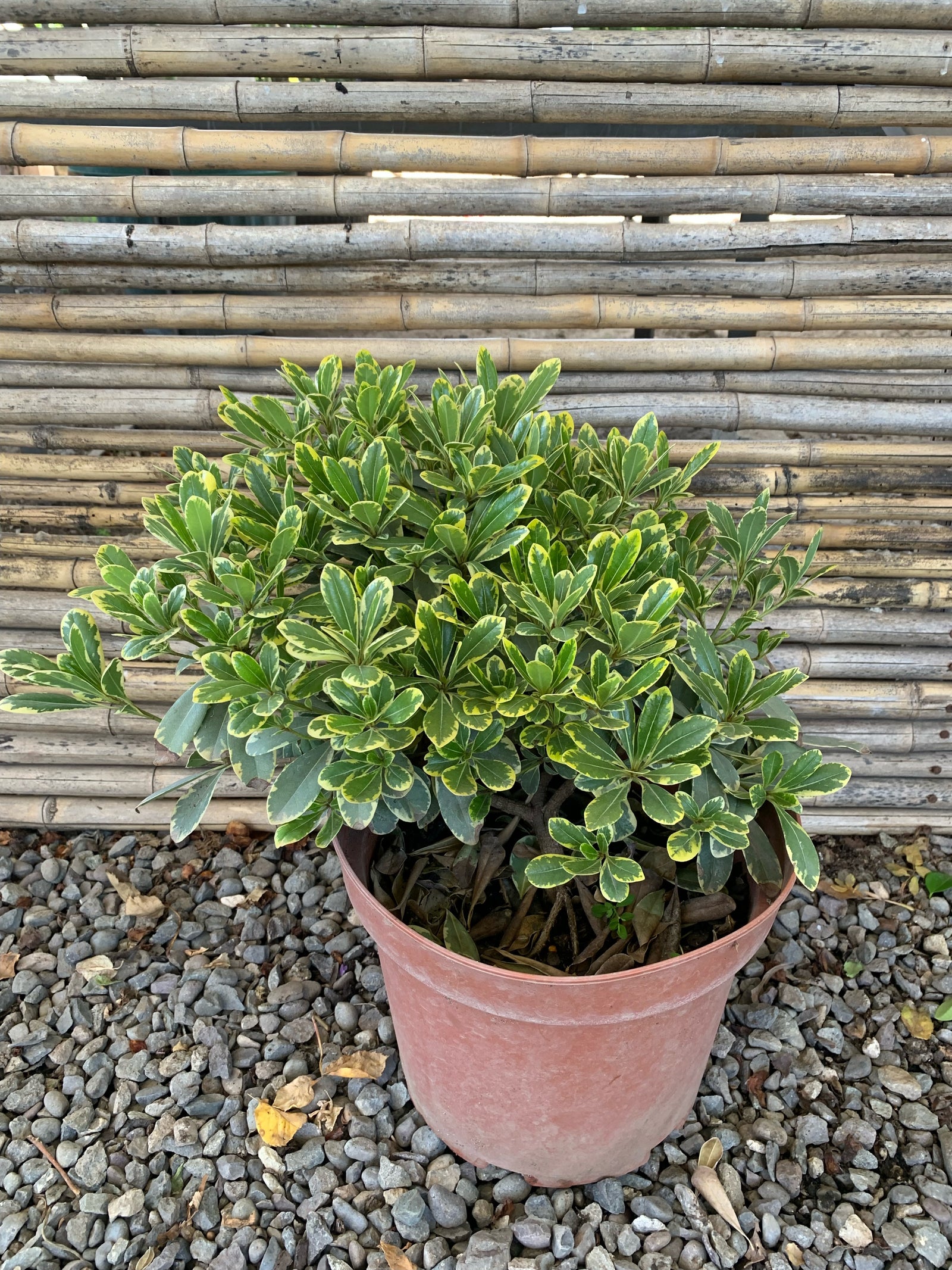 Pitosporo Tobira Enano Variegado - Pittosporum Tobira nana var.