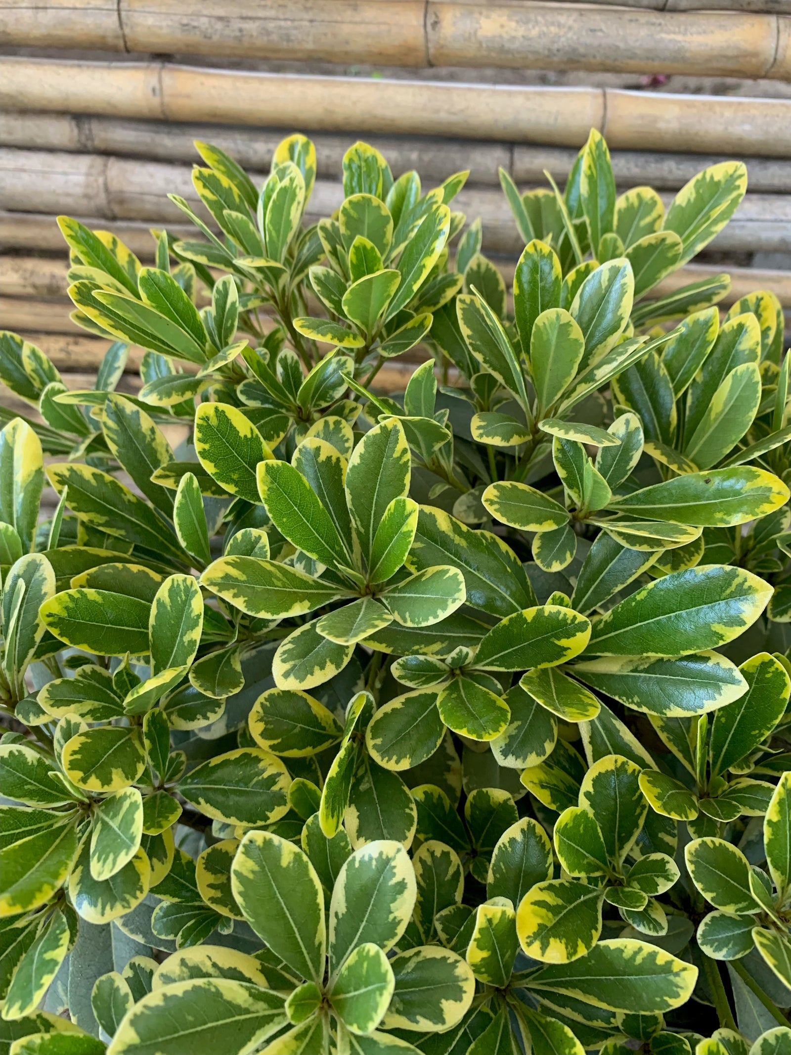 Pitosporo Tobira Enano Variegado - Pittosporum Tobira nana var.
