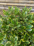 Pitosporo Tobira Enano Variegado - Pittosporum Tobira nana var.