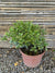 Pitosporo Tobira Enano Variegado - Pittosporum Tobira nana var.